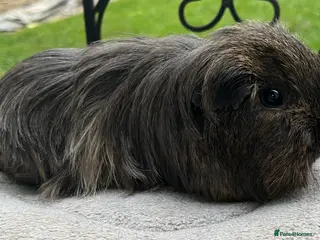 Guinea Pig rodents X2 girls, x2 boys bonded pairs £75 a pair. - Advert 4