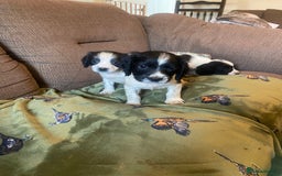 English Springer Spaniel dogs for sale: English springer spaniel puppies  - Image 6