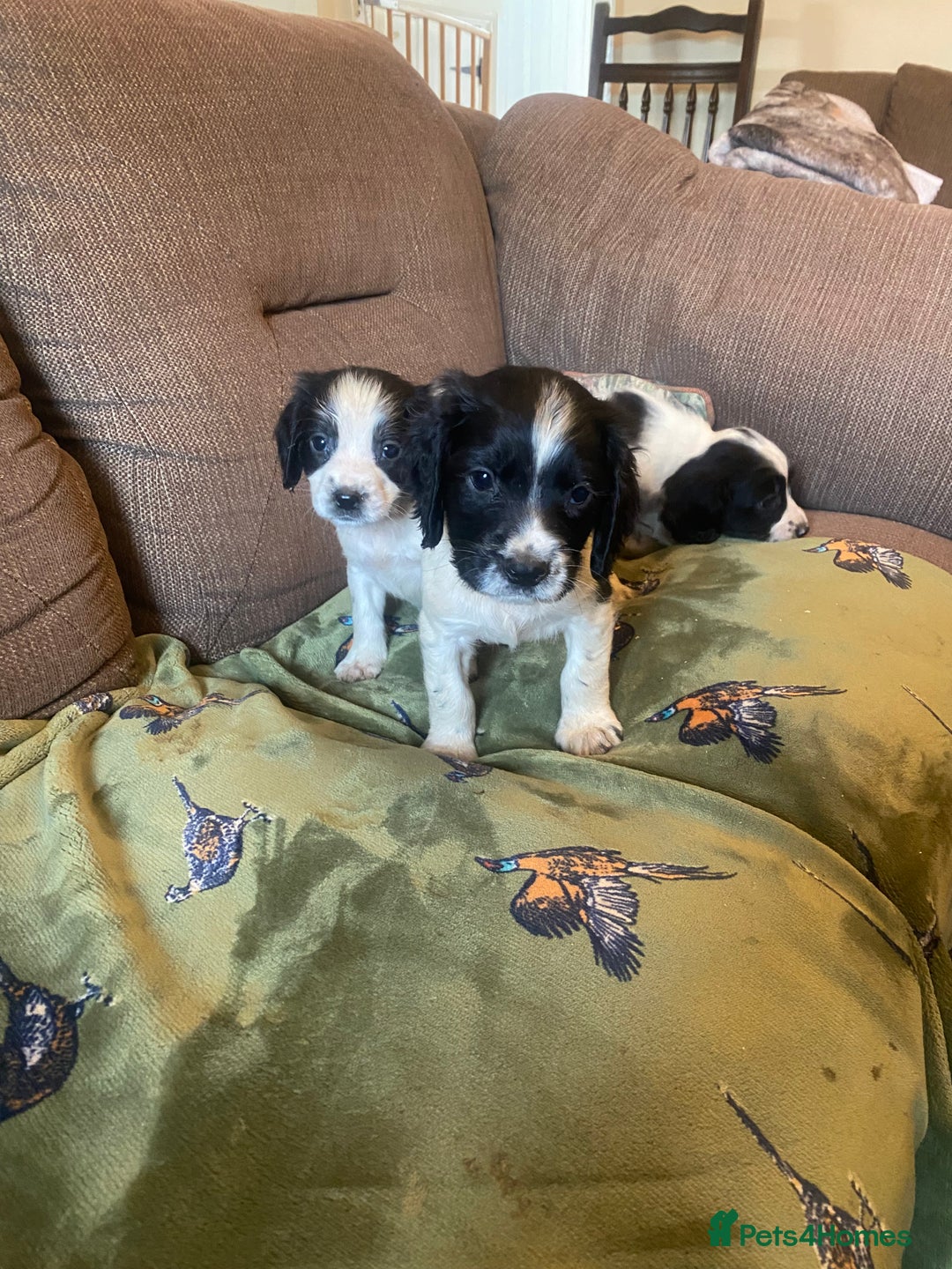 English Springer Spaniel dogs for sale: English springer spaniel puppies  - Image 6
