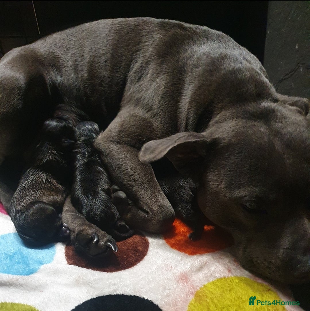 Staffordshire Bull Terrier dogs for sale: Champion Bloodline KC registered staffy puppies🐶  in Manchester - Image 5