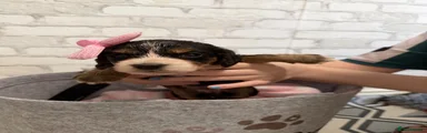Cockapoo Puppy 6