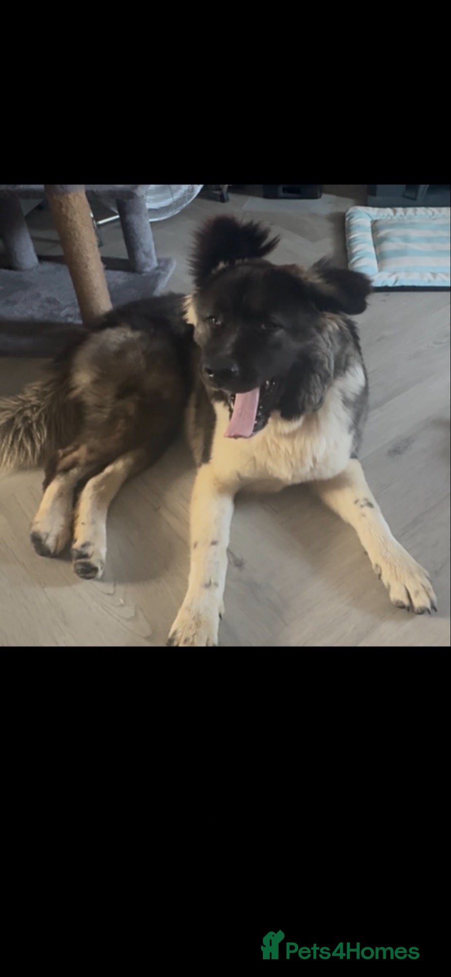 Akita dogs Akita bitch for rehoming - Advert 3