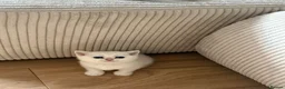 Scottish Fold cats for sale: Beautiful British Shorthair . in Northampton - Advert 3