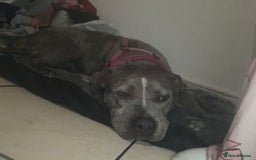 American Bulldog dogs for sale: American bulldog cross staff - Image 3