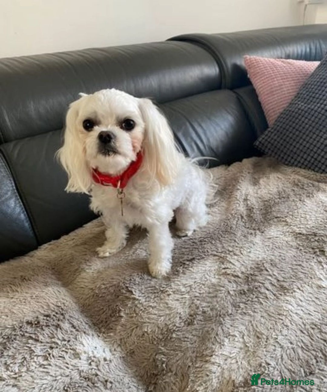 Maltipoo dogs for sale: Expecting F1 small Maltipoo puppies - Image 7