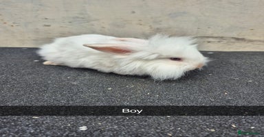 Lionhead rabbits - Advert 3