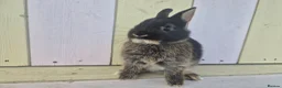 Netherland Dwarf rabbits for sale: 💜 PRETTIEST COLOURED NETHERLAND DWARF BABIES 💜 - Advert 9