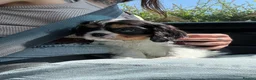Cavalier King Charles Spaniel dogs for sale: KC Reg/Health Tested Parents Tri Boy Cavalier  - Advert 7