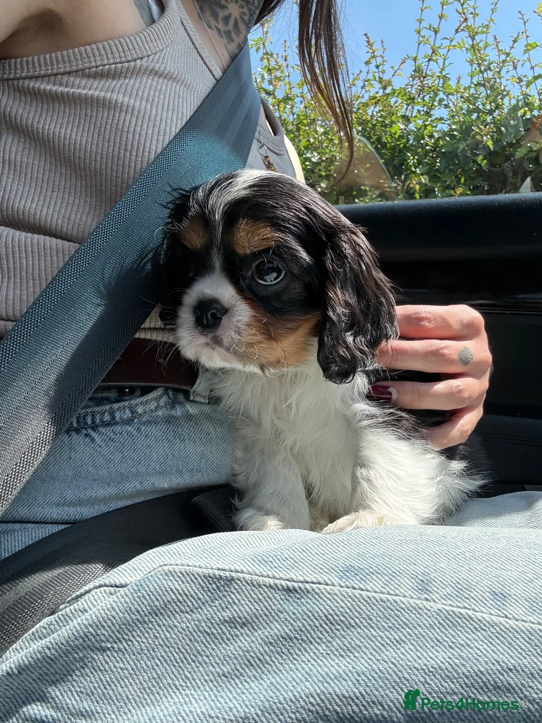 Cavalier King Charles Spaniel dogs for sale: KC Reg/Health Tested Parents Tri Boy Cavalier  - Advert 7