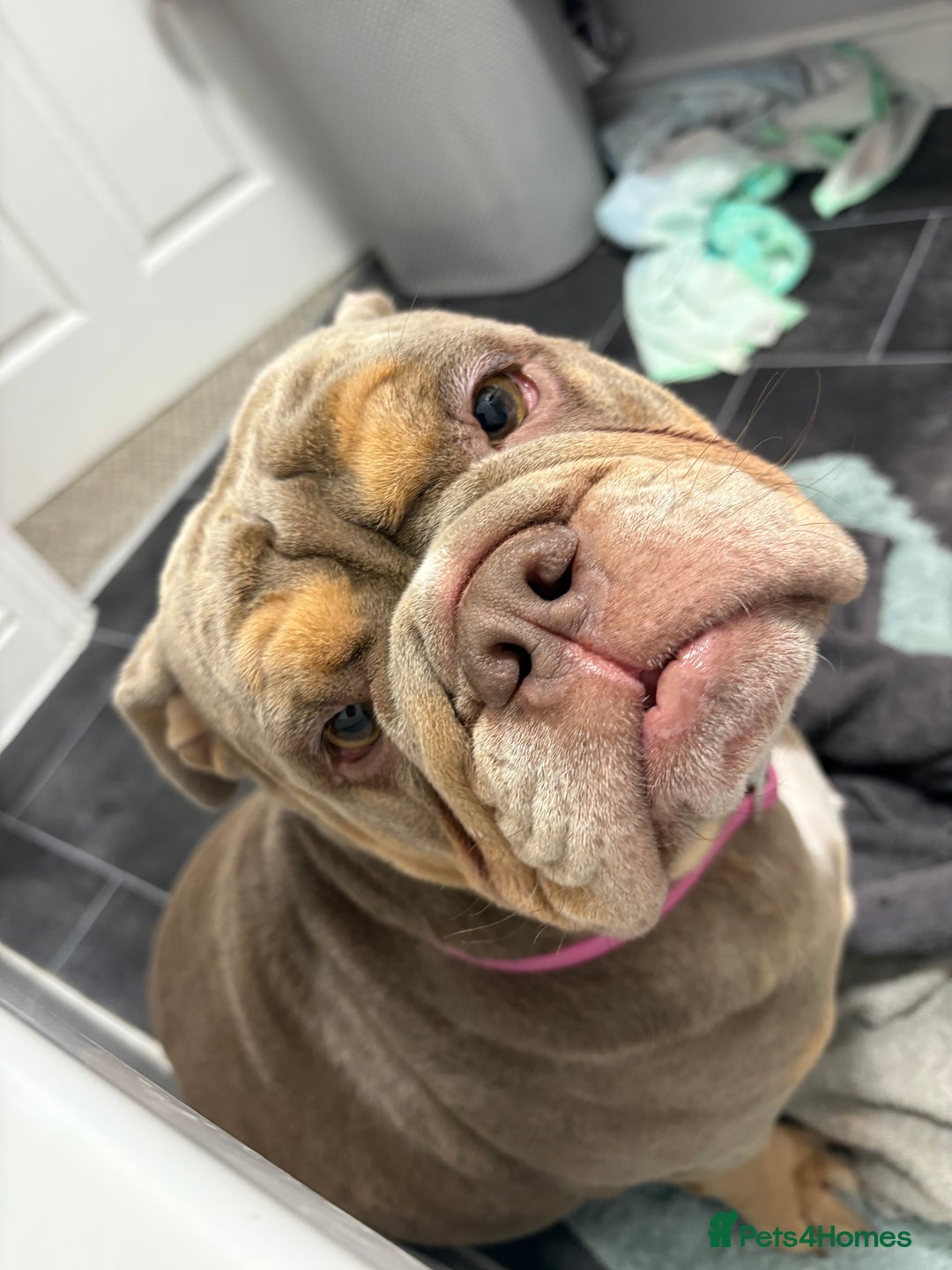 English Bulldog dogs for sale: Bonnie 3 year old British bulldog  - Advert 21