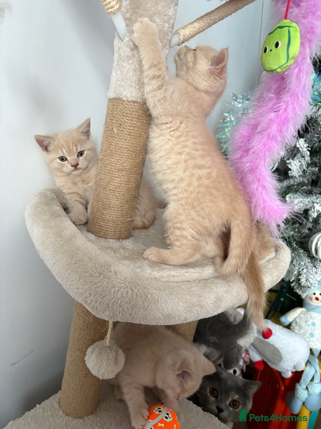 British Shorthair cats for sale: British Shorthair kittens – home raised  - Advert 8