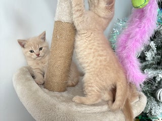 British Shorthair cats British Shorthair – Vax/Chip/Vet Checked - Advert 6