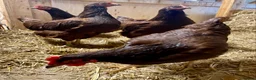 Chickens poultry for sale: Rhode Island Red - Advert 3