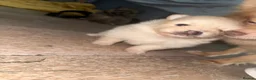Pomeranian dogs for sale: Beautiful Healthy Puppies Ready for Loving Homes - Advert 4