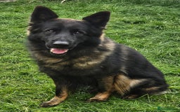 German Shepherd dogs for sale: German Shepherd Puppies – Working Line - Image 15