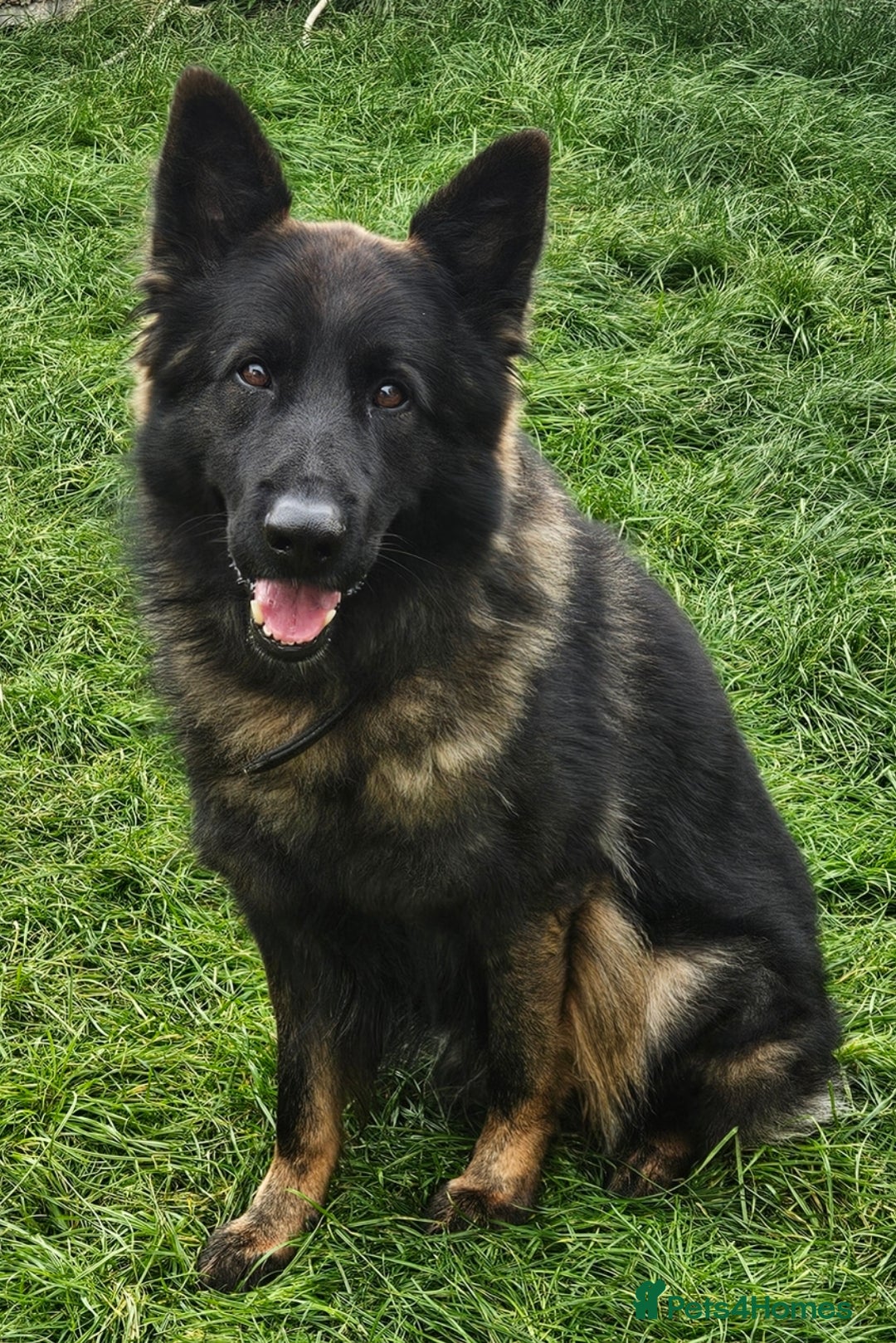 German Shepherd dogs for sale: German Shepherd Puppies – Working Line - Image 15