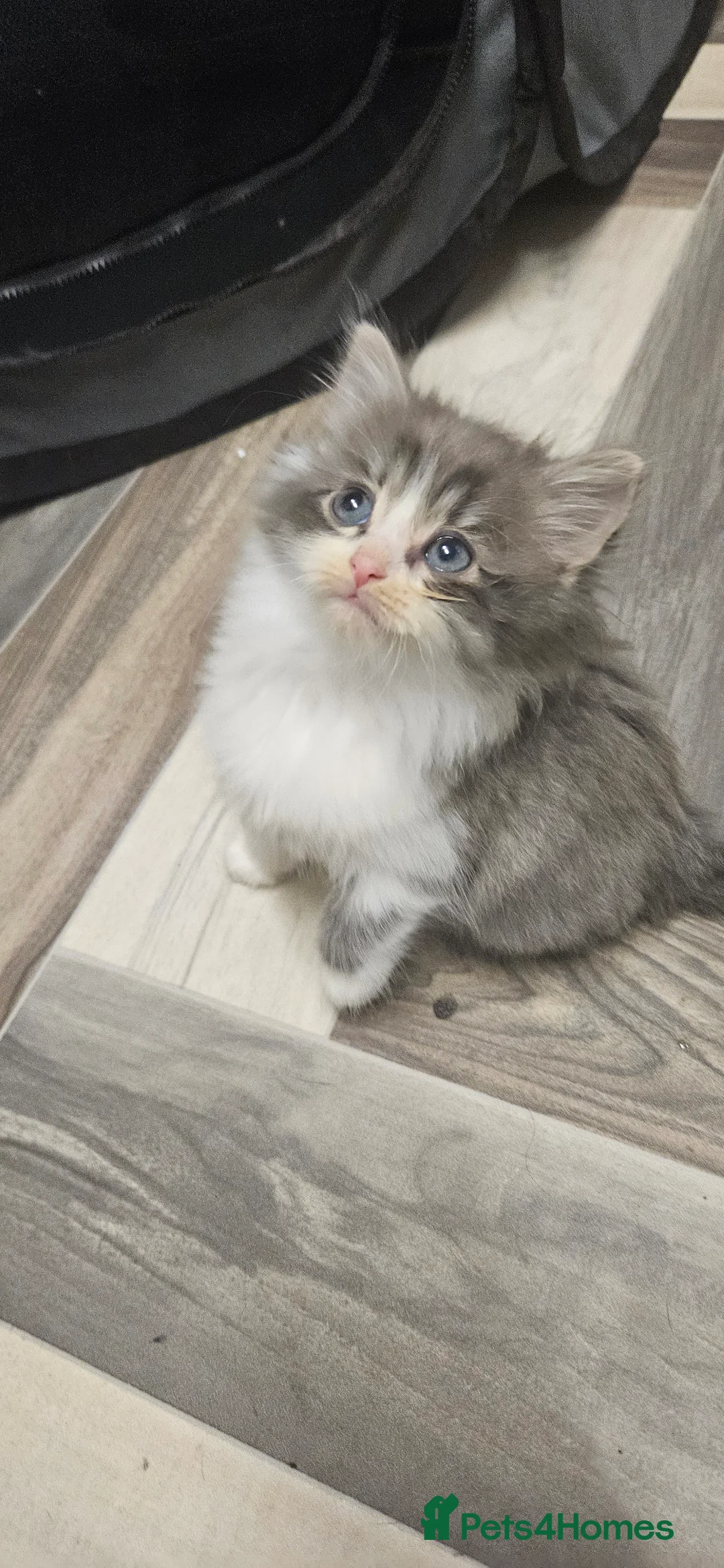 Mixed Breed cats for sale: Munchkin Kittens ready for their forever home - Advert 5