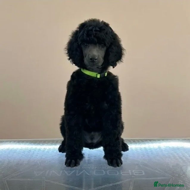 Standard Poodle dogs for sale: Shirgasei Standard Poodles - Advert 5