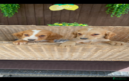 Cocker Spaniel dogs for sale: Golden cocker spaniel puppies  - Image 6