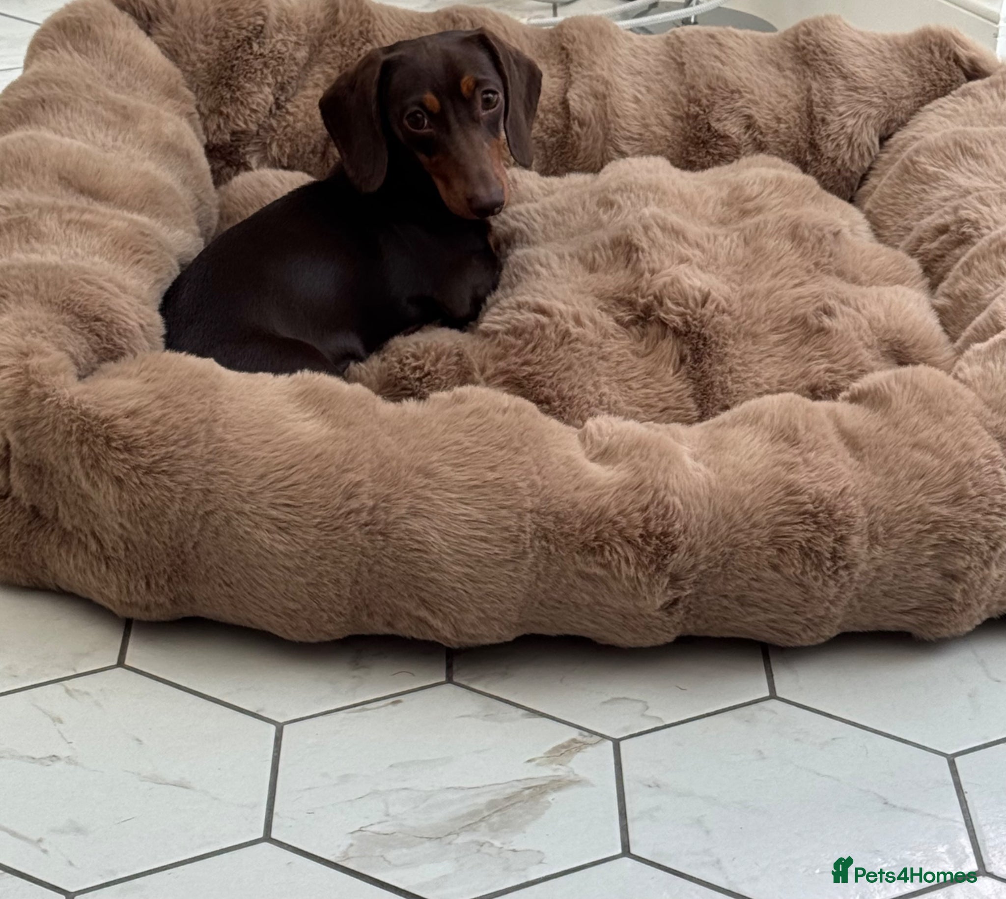 Miniature Dachshund dogs for sale: Only star home for my miniature Dachshund Bella! - Advert 11