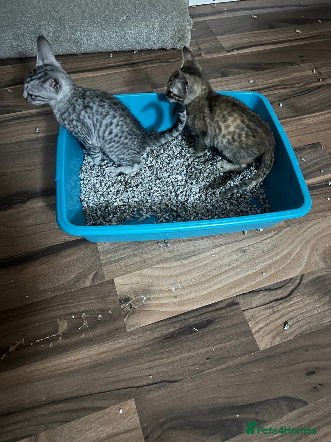 Mixed Breed cats for sale: Crossed Between Oriental short hair & White Bengal - Advert 21