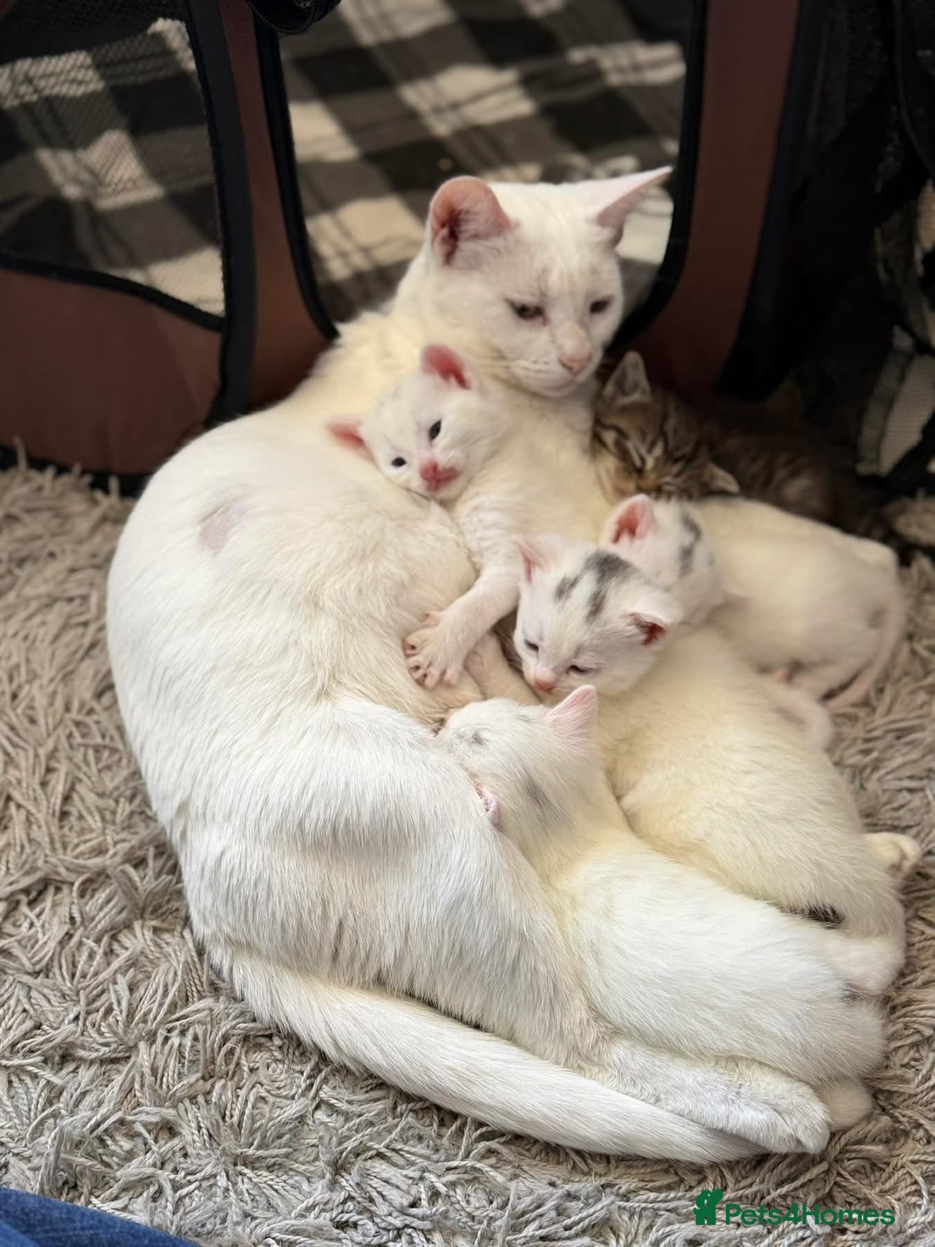 Mixed Breed cats 4 Beautiful white kittens  - Advert 1