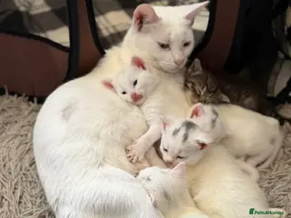 Mixed Breed cats 4 Beautiful white kittens - Advert 1