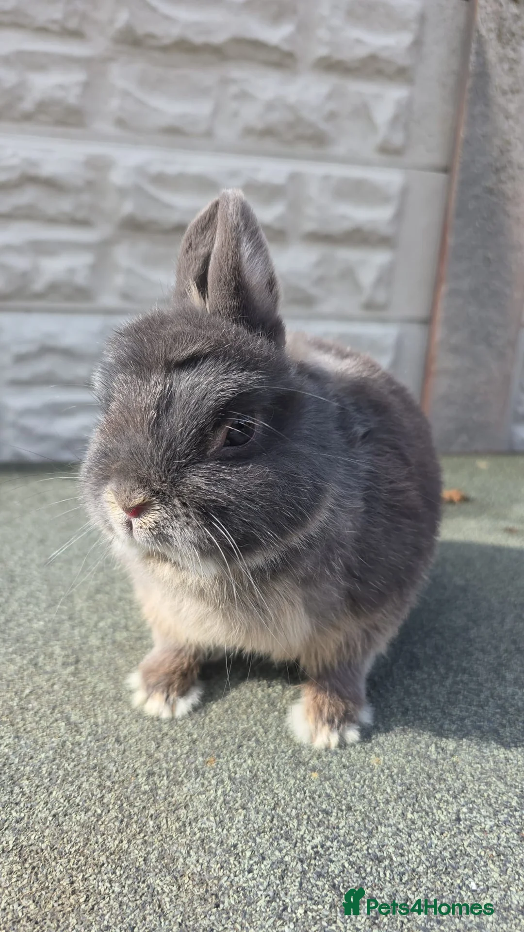 Gallery Image {{count}}