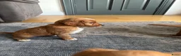 Irish Doodle dogs for sale: Irish Doodle Pups for sale  - Advert 14