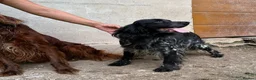English Setter dogs for adoption: Irai  in Newcastle upon Tyne - Advert 5