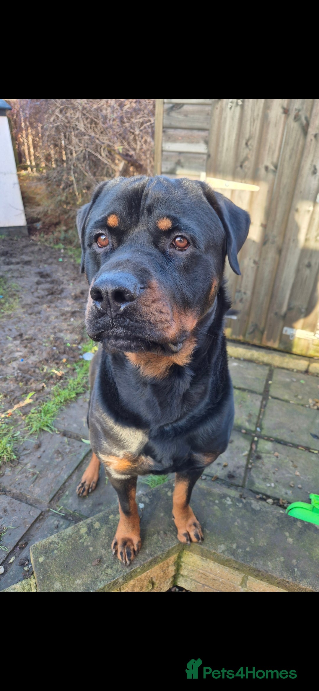 Rottweiler dogs Male rottweiler  - Advert 2