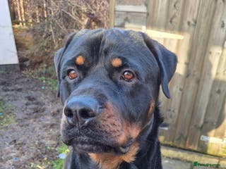 Rottweiler dogs Male rottweiler - Advert 2