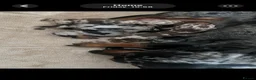 Miniature Dachshund dogs for sale: Beautiful dapple pups  - Advert 6