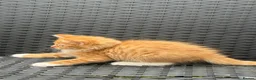 Mixed Breed cats for sale: Kittens for sale  - Advert 5