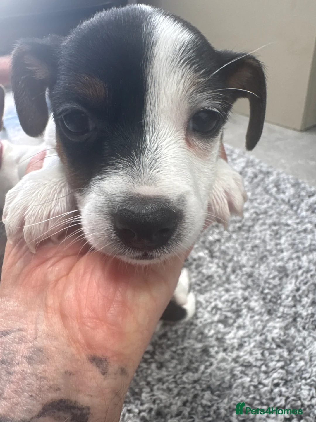 Jack Russell dogs for sale: 4 beautiful Jack Russell puppies for sale in Market Rasen - Advert 2