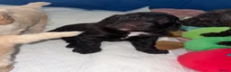 Cockapoo dogs for sale: Stunning F1B little girls looking for 5 star homes in Coventry - Advert 22