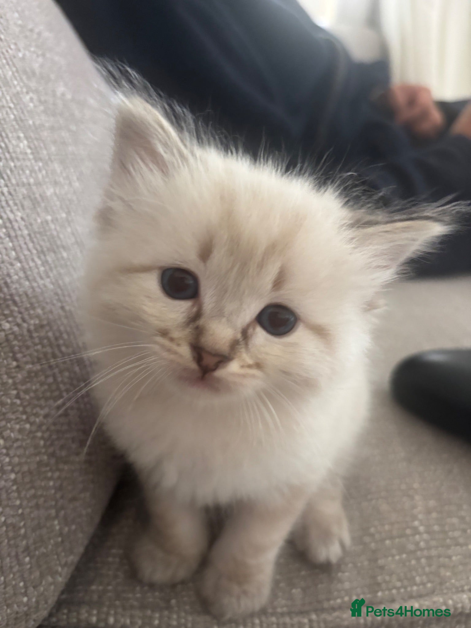 Mixed Breed cats Ragdoll x Siberian Neva Masquerade Kittens - Advert 19