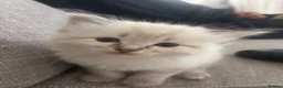 Mixed Breed cats for sale: Ragdoll Siberian Neva Masquerade Kittens - Advert 10
