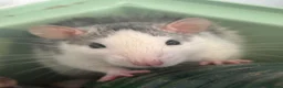 Rat rodents for sale:  dumbo x Rex pet rats for sale  in Stoke-on-Trent - Advert 7