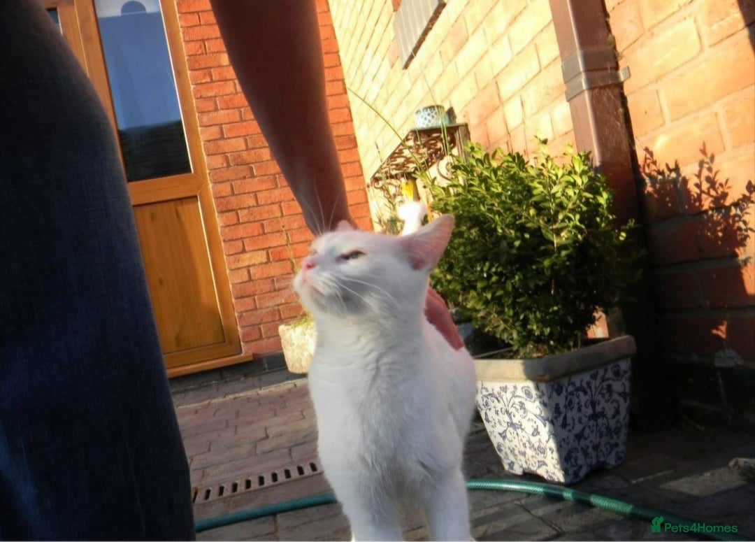 British Shorthair cats for sale: White kittens for sale  - Image 2