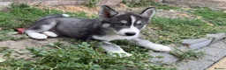 Siberian Husky dogs for sale: Siberian Husky Puppies With Beautiful Personalitie in Stoke-on-Trent - Advert 12