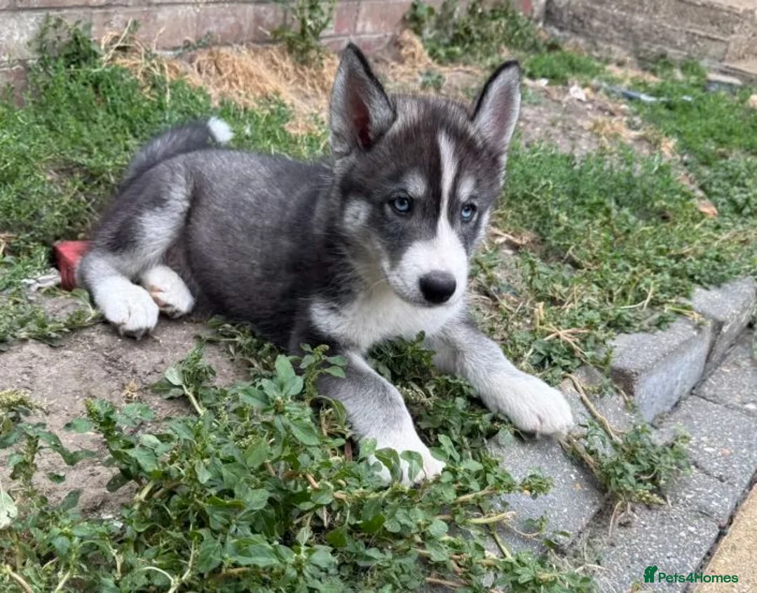 Siberian Husky dogs for sale: Siberian Husky Puppies With Beautiful Personalitie in Stoke-on-Trent - Advert 12