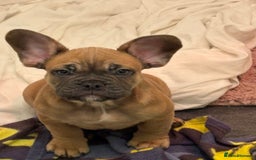 French Bulldog dogs for sale: REDUCED FRENCH BULLDOGS - Advert 3