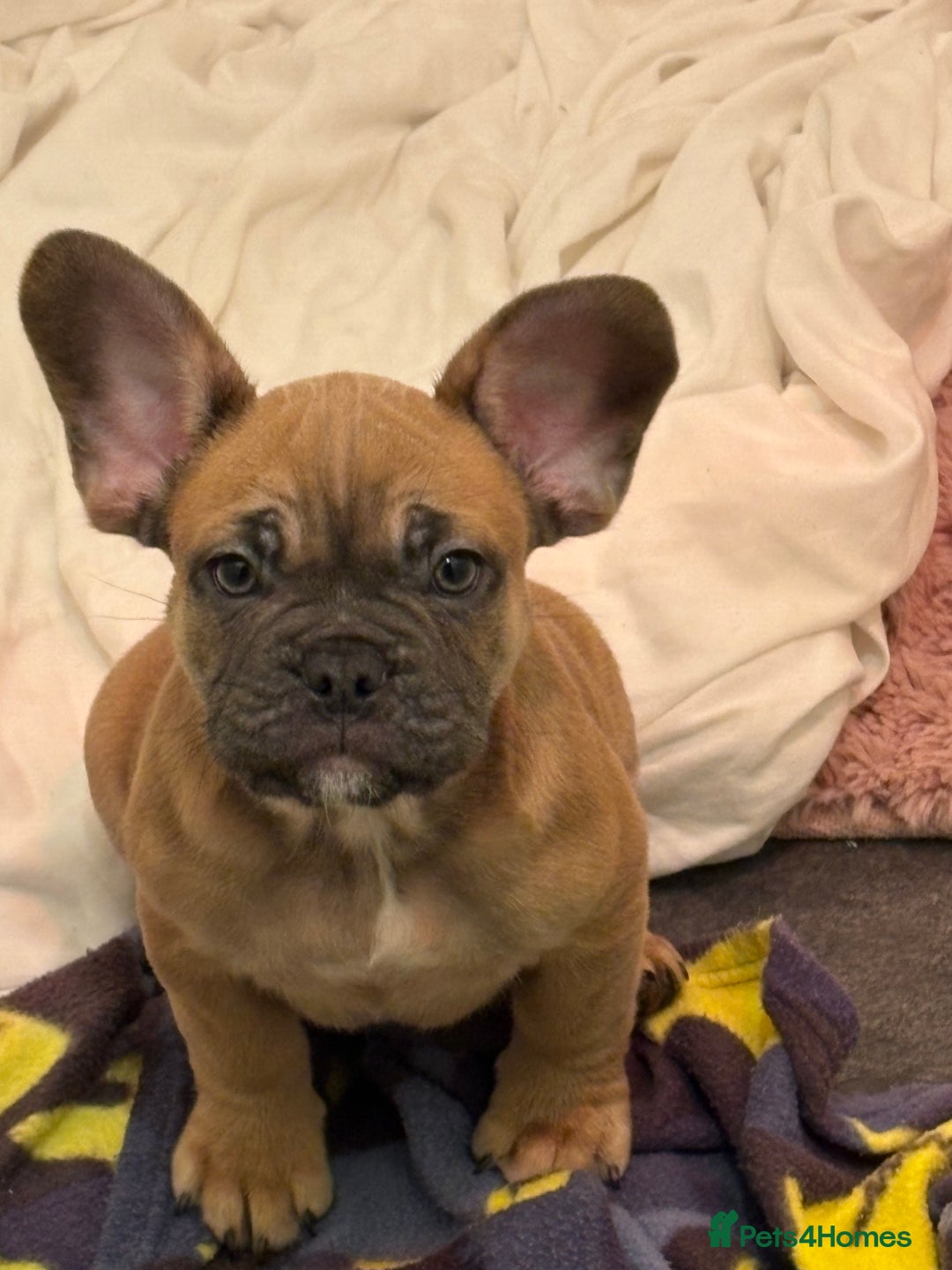 French Bulldog dogs for sale: REDUCED FRENCH BULLDOGS - Advert 3