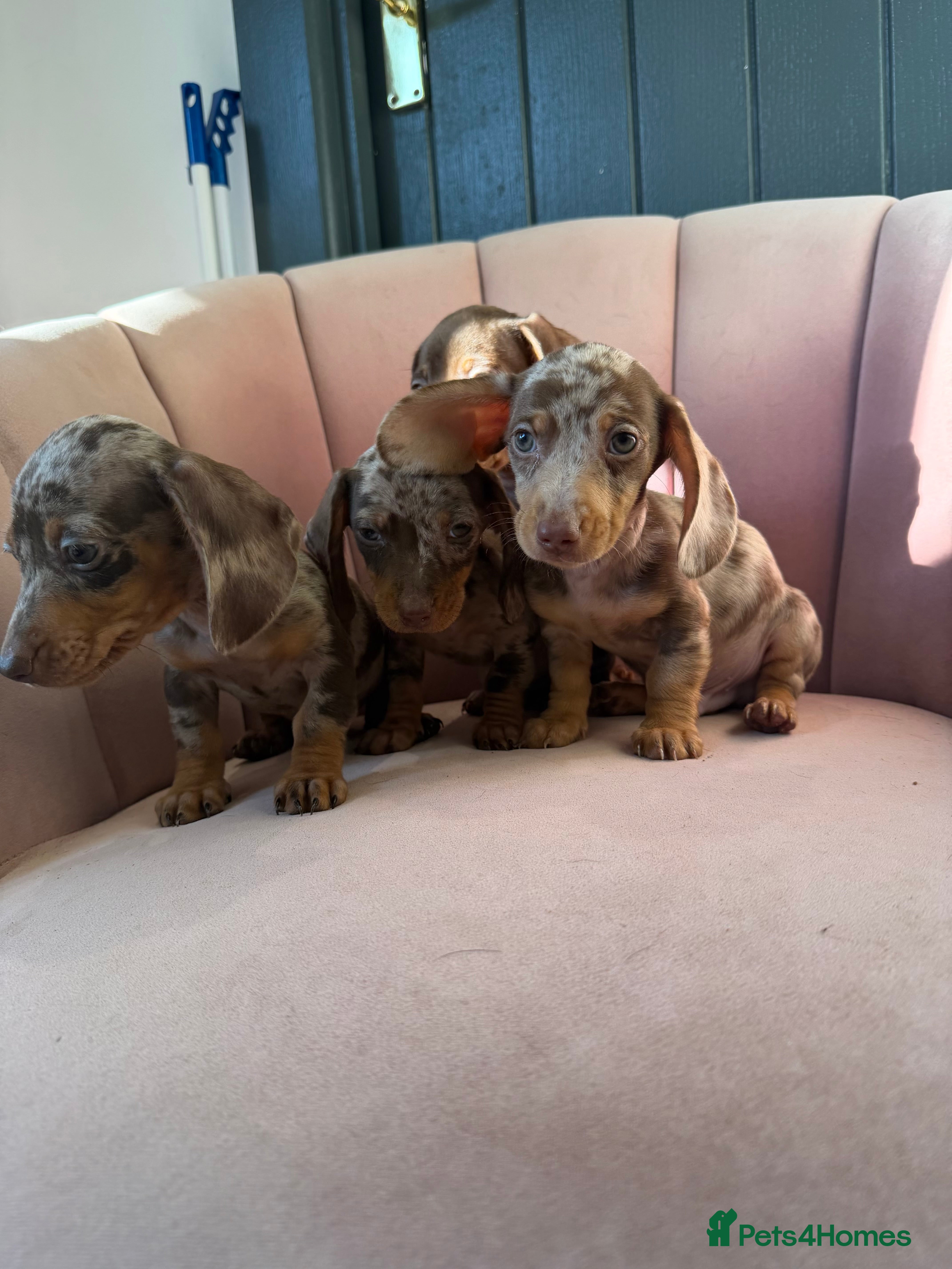Miniature Dachshund dogs KC Reg Miniature Dachshunds Dapple Isabella    - Advert 13