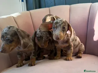 Miniature Dachshund dogs KC Reg Miniature Dachshunds Dapple Isabella - Advert 13