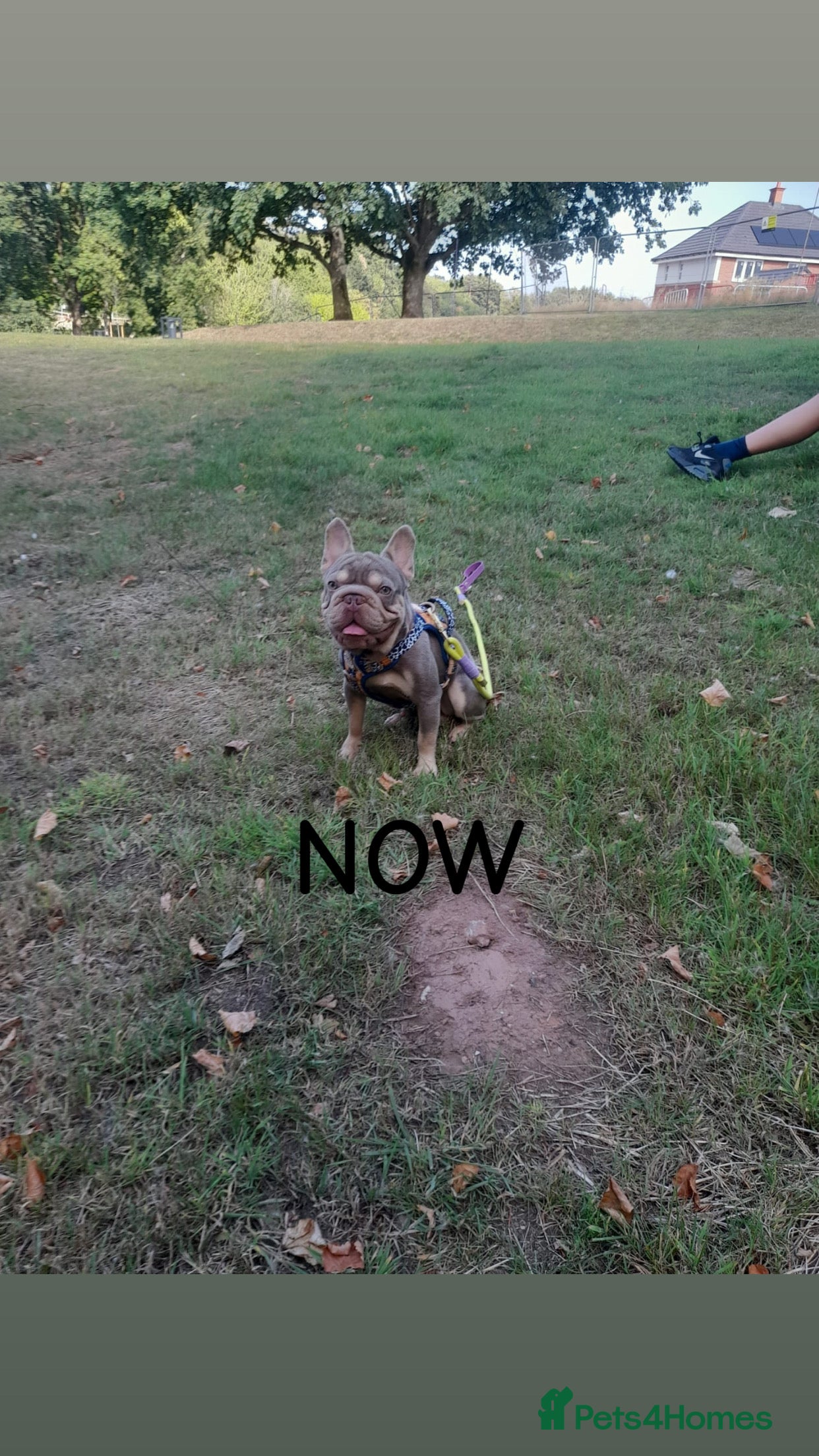 French Bulldog dogs ISABELLA TAN FRENCH BULLDOG  in Birmingham - Advert 2