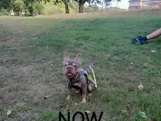 French Bulldog dogs ISABELLA TAN FRENCH BULLDOG in Birmingham - Advert 2