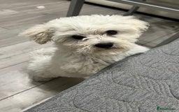 Mixed Breed dogs for sale: Bichon Mixed Breed  - Image 3