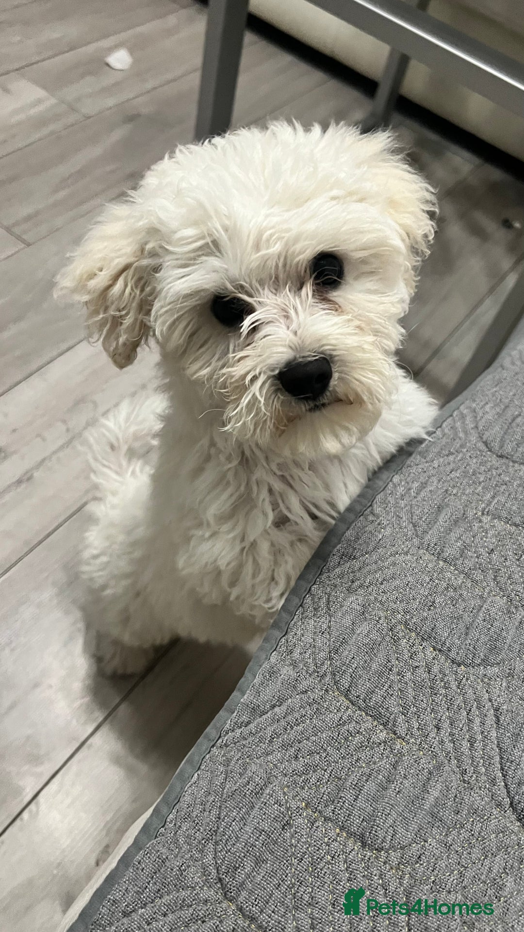 Mixed Breed dogs for sale: Bichon Mixed Breed  - Image 3